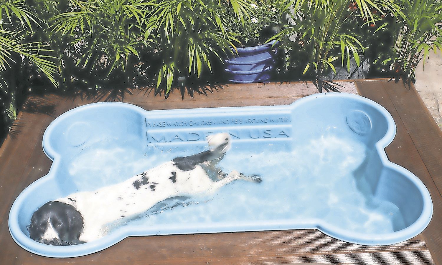 Piscina para perros